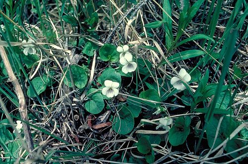 Viola renifolia